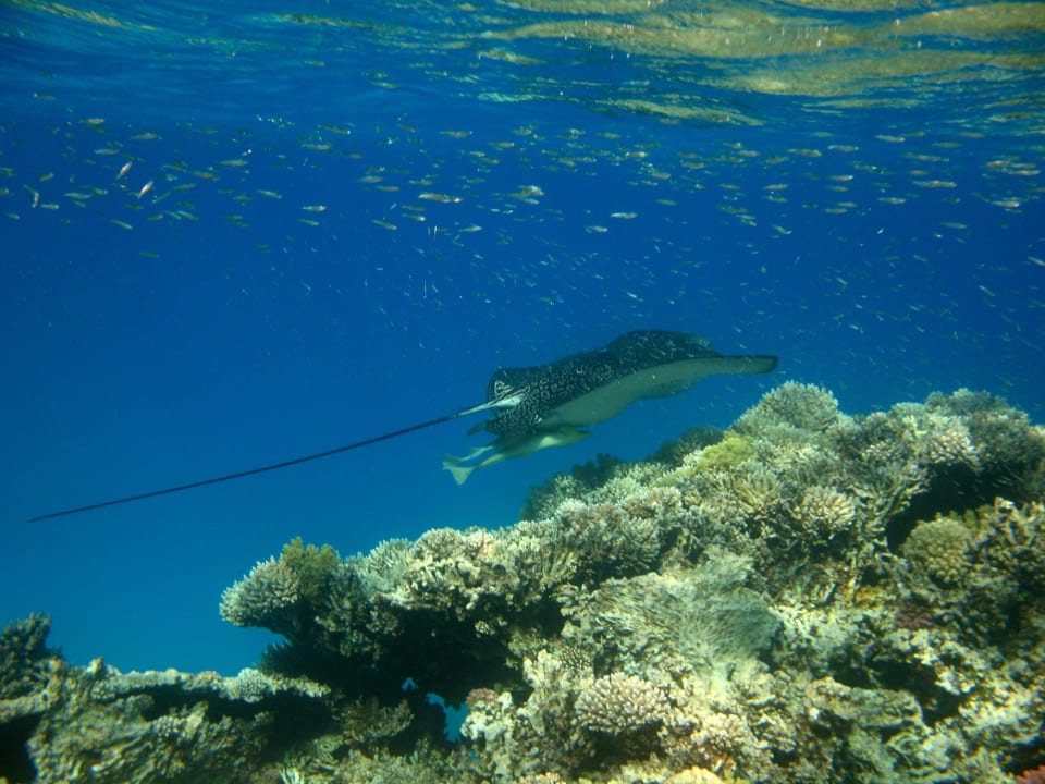 28 Stella Beach Resort & Spa Makadi Bay