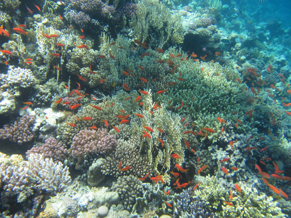 Sport & Freizeit Serenity Alpha Beach