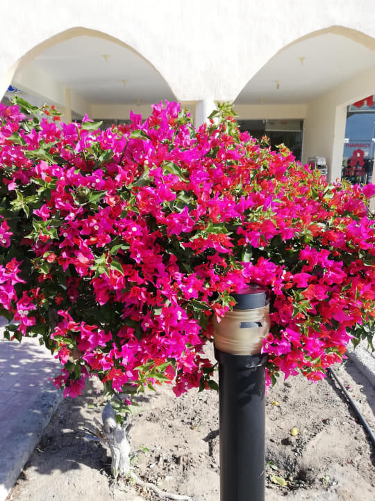 Garten Jasmine Palace Resort & Spa
