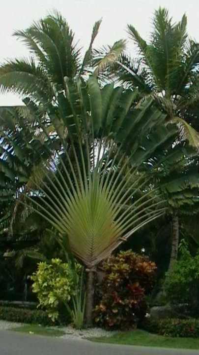 Gartenanlage Grand Palladium Select Bávaro Resort & Spa