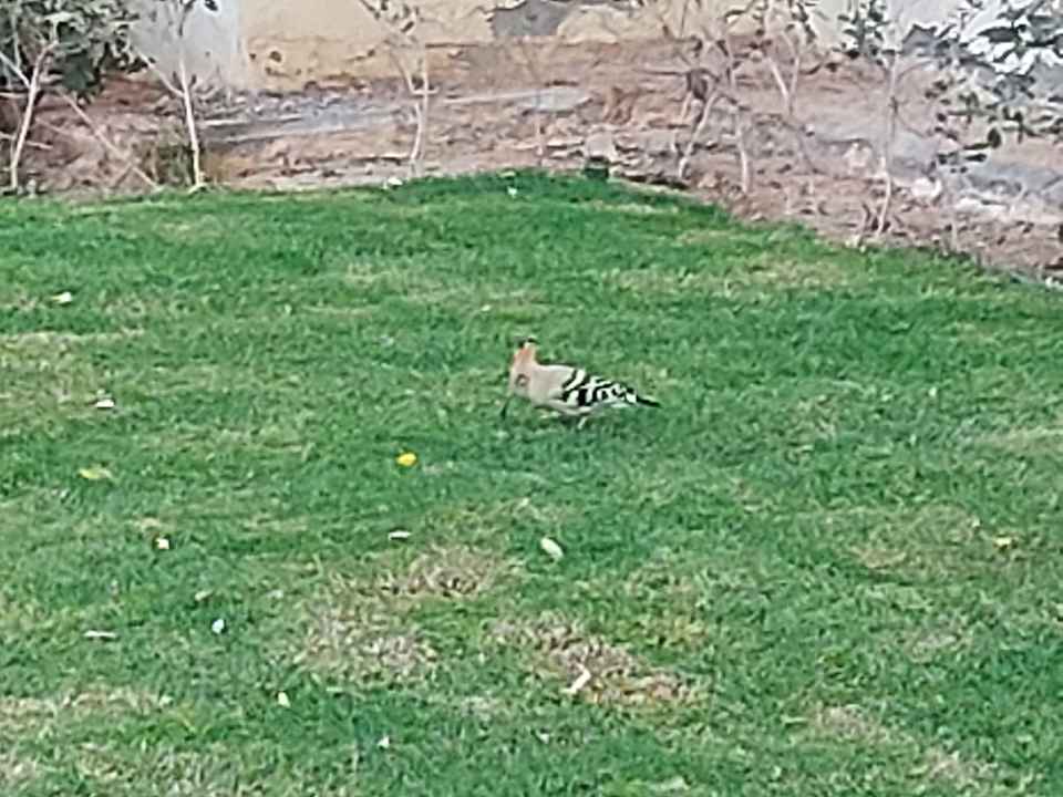 Gartenanlage Steigenberger Aqua Magic