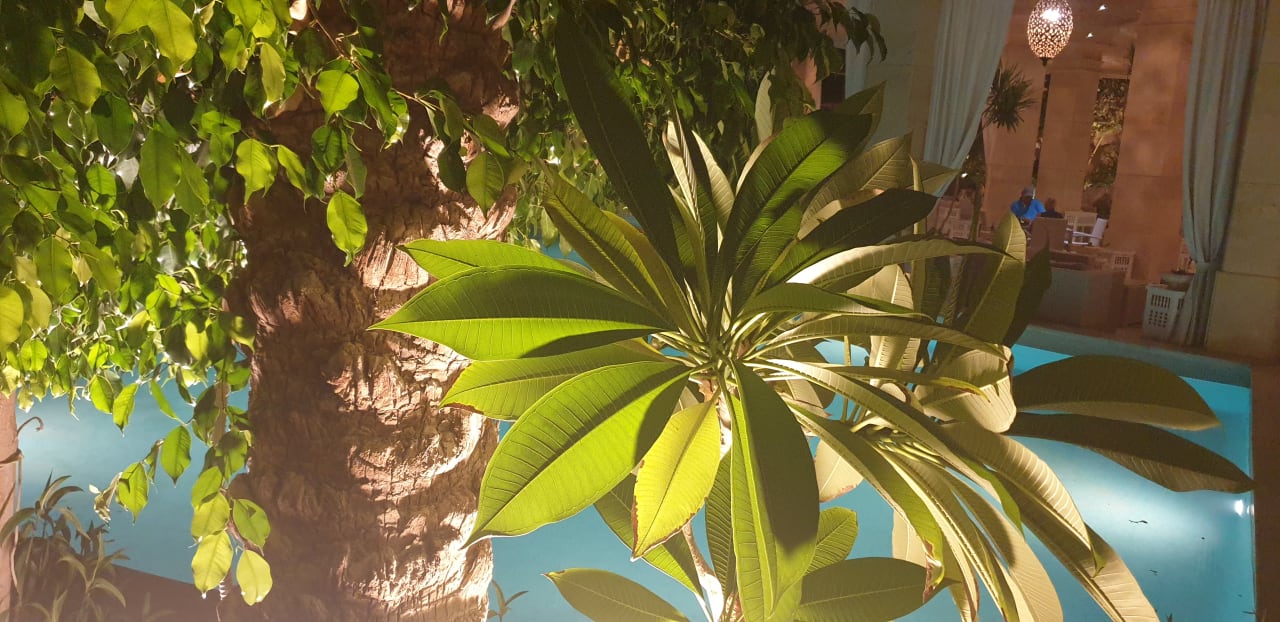 Gartenanlage Makadi Spa - Adults only