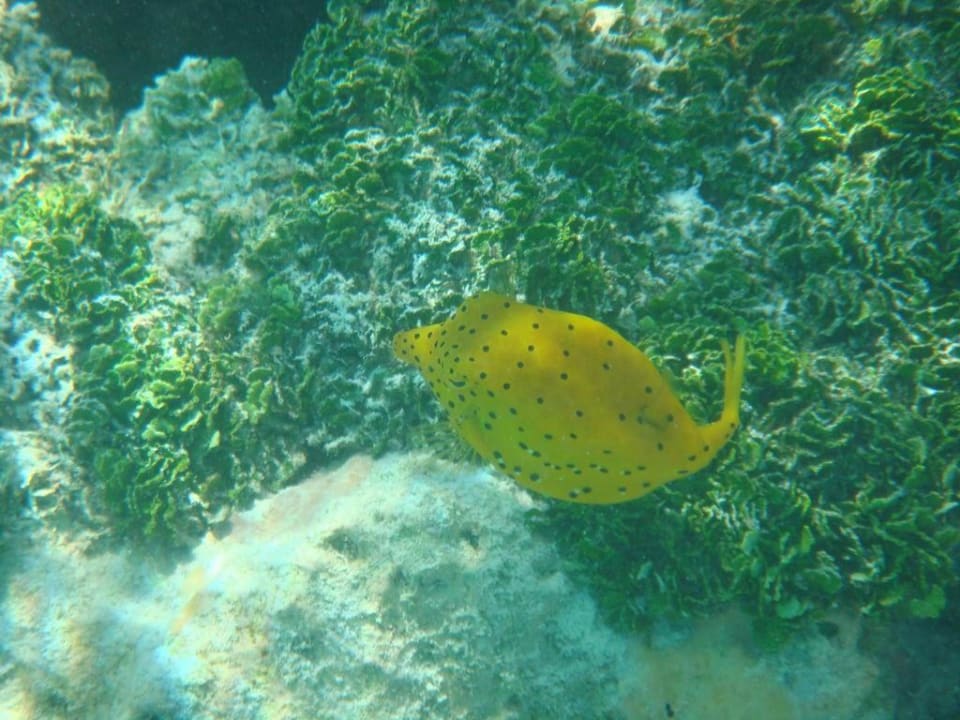 Kleiner Kofferfisch Meeru Maldives Resort Island