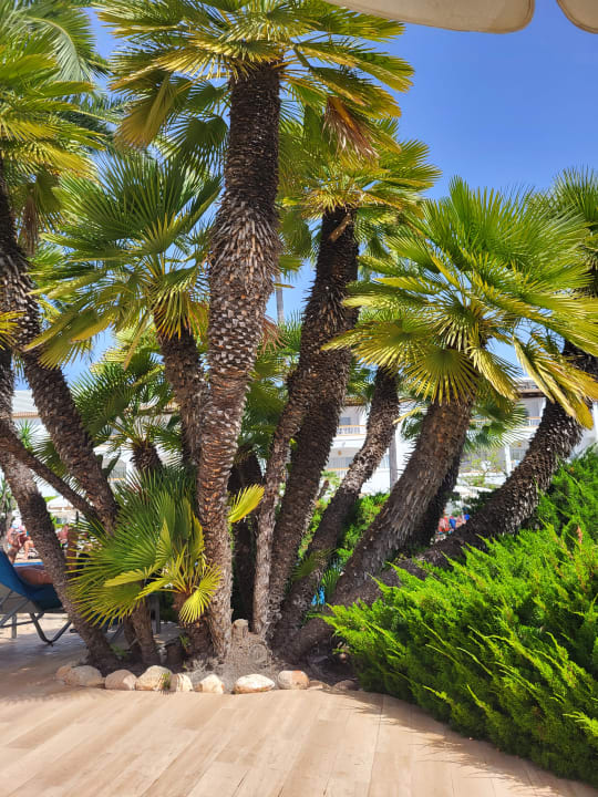 Gartenanlage Alcudia Garden Aparthotel