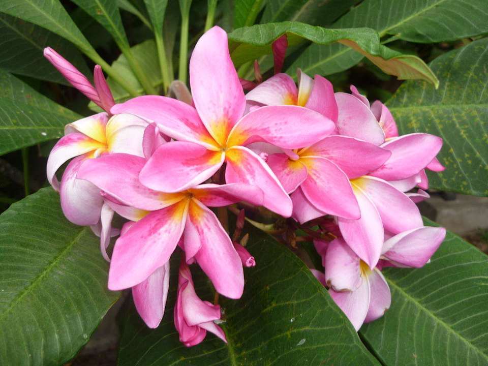 Dschungelgarten Hotel The Cottage