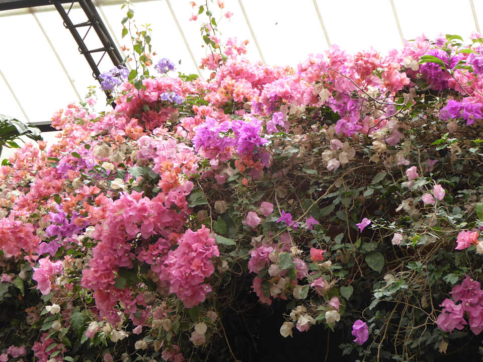 Gartenanlage Hotel Peace Lodge