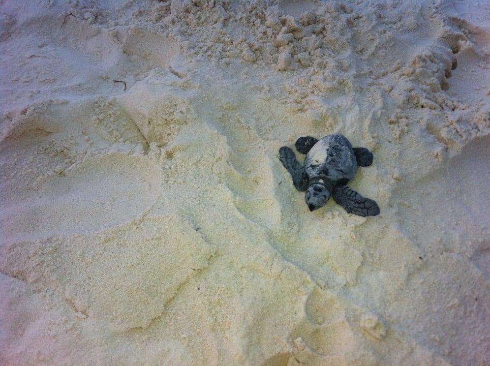 Schildkröten-Geburt Kuredu Island Resort & Spa