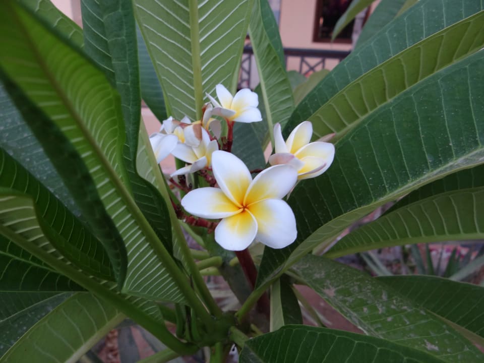 Gartenanlage Steigenberger Coraya Beach - Adults only