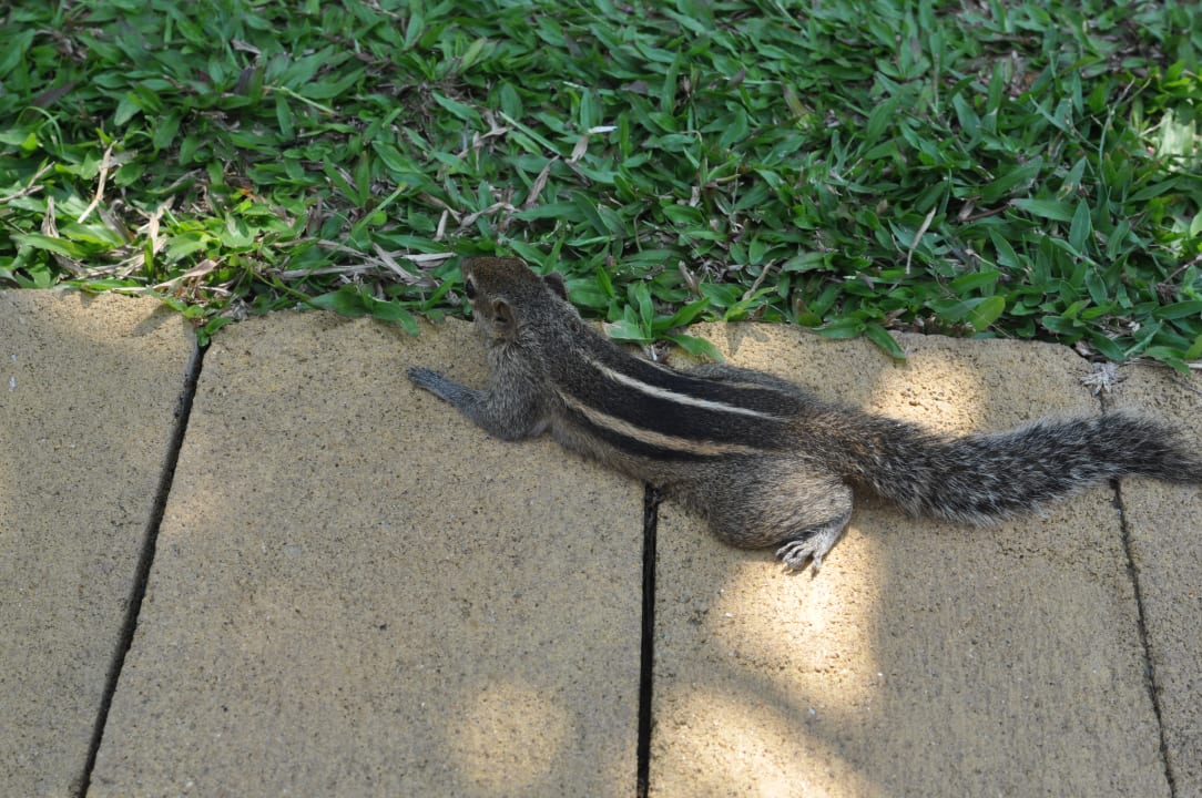 Sonstiges Hotel Jetwing Beach