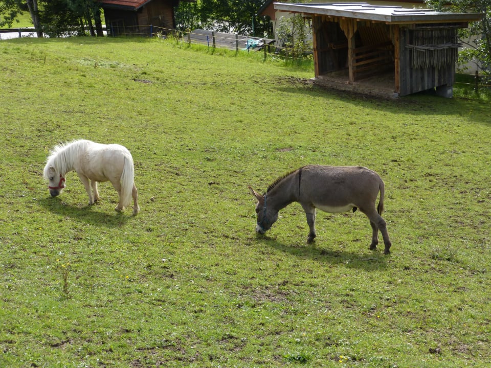 Esel und Pony Oberjoch - Familux Resort