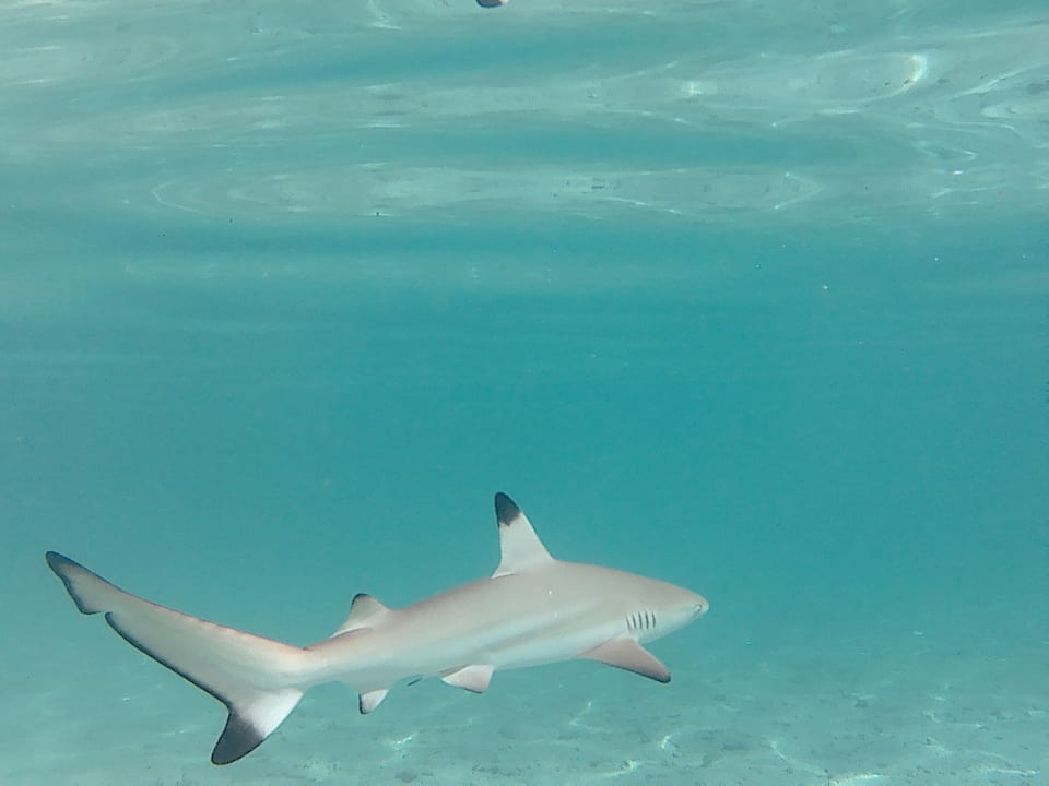 Embudu Embudu Village