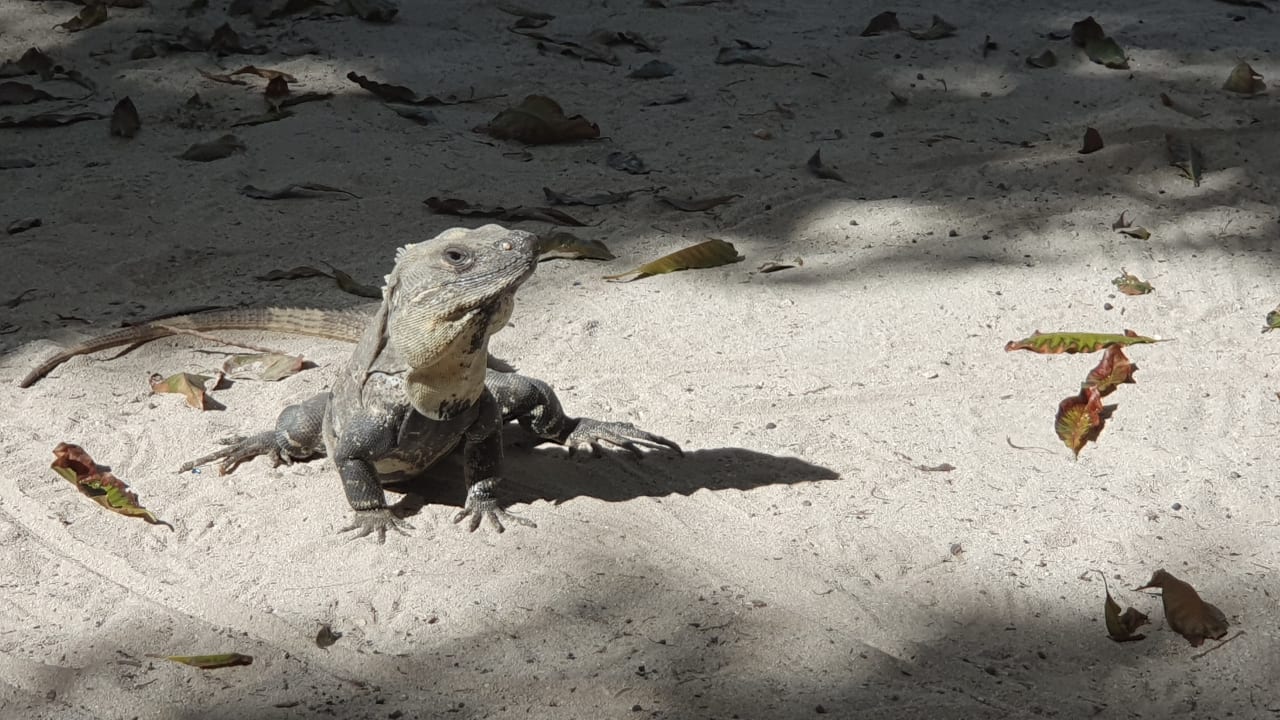 Gartenanlage Bahia Principe Grand Tulum