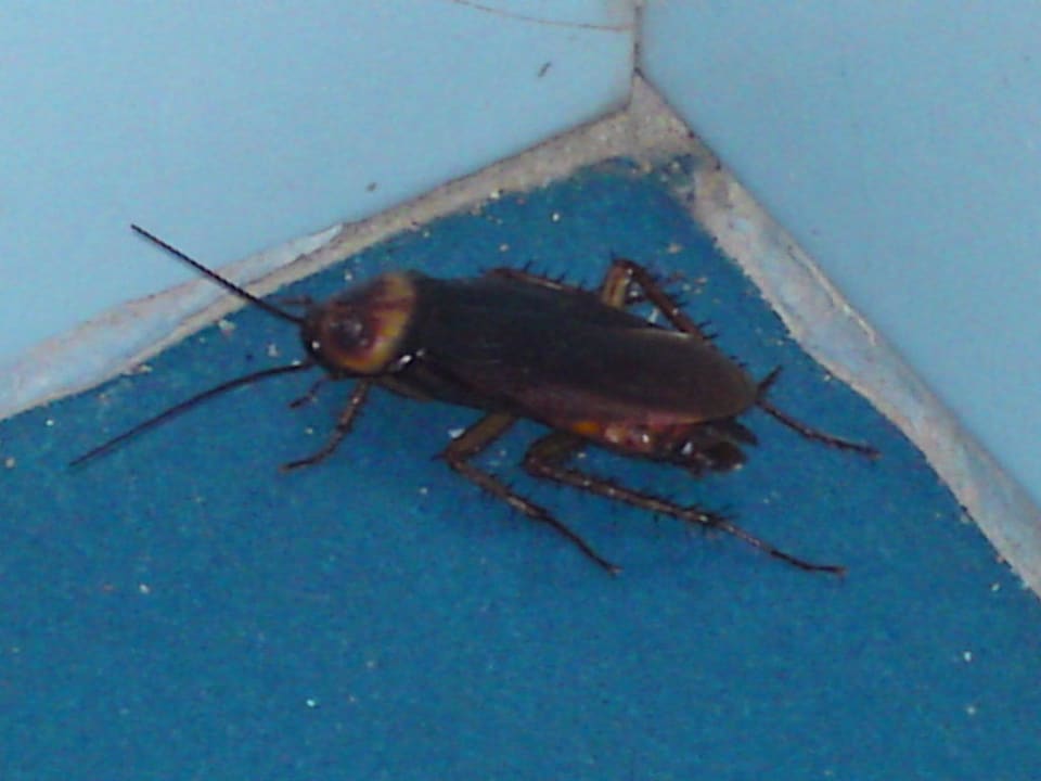 Freundliche Besucher Servatur Alameda de Jandía