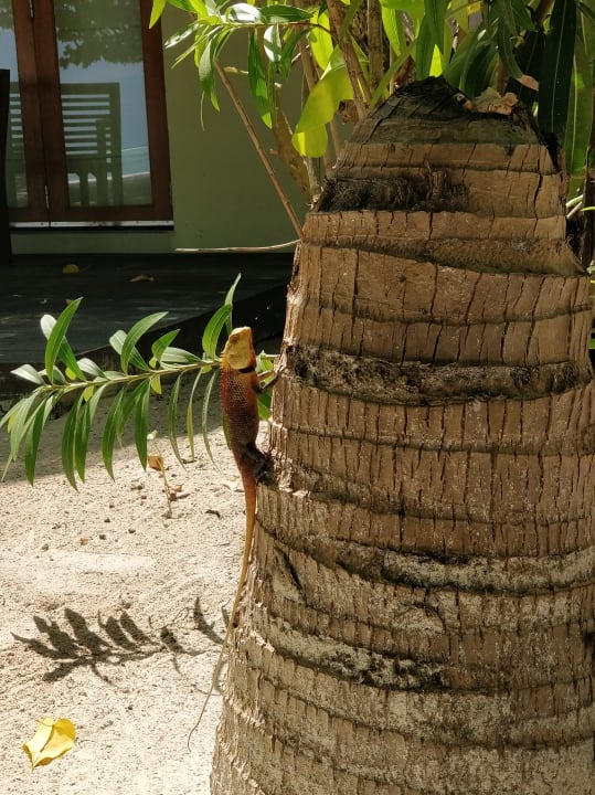 Zimmer Adaaran Select Hudhuran Fushi - Premium All Inclusive