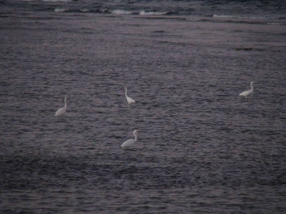 Ptaszek Three Corners Sea Beach Resort