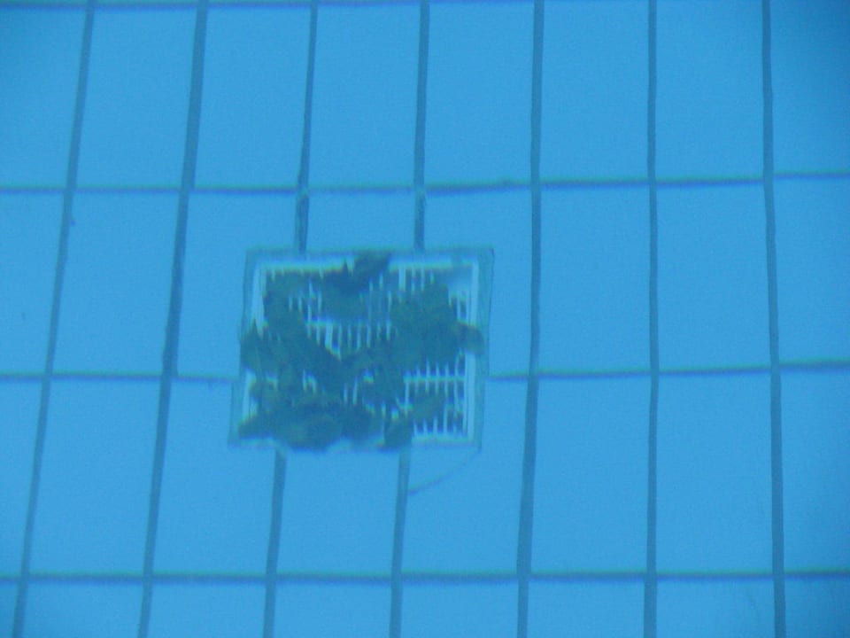 Brud w basenie Crystal Springs Beach Hotel