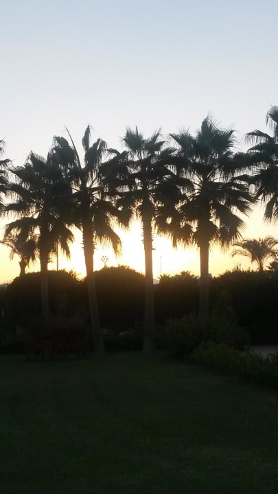 Palmen mit Sonnenuntergang Hotel Miracle Resort
