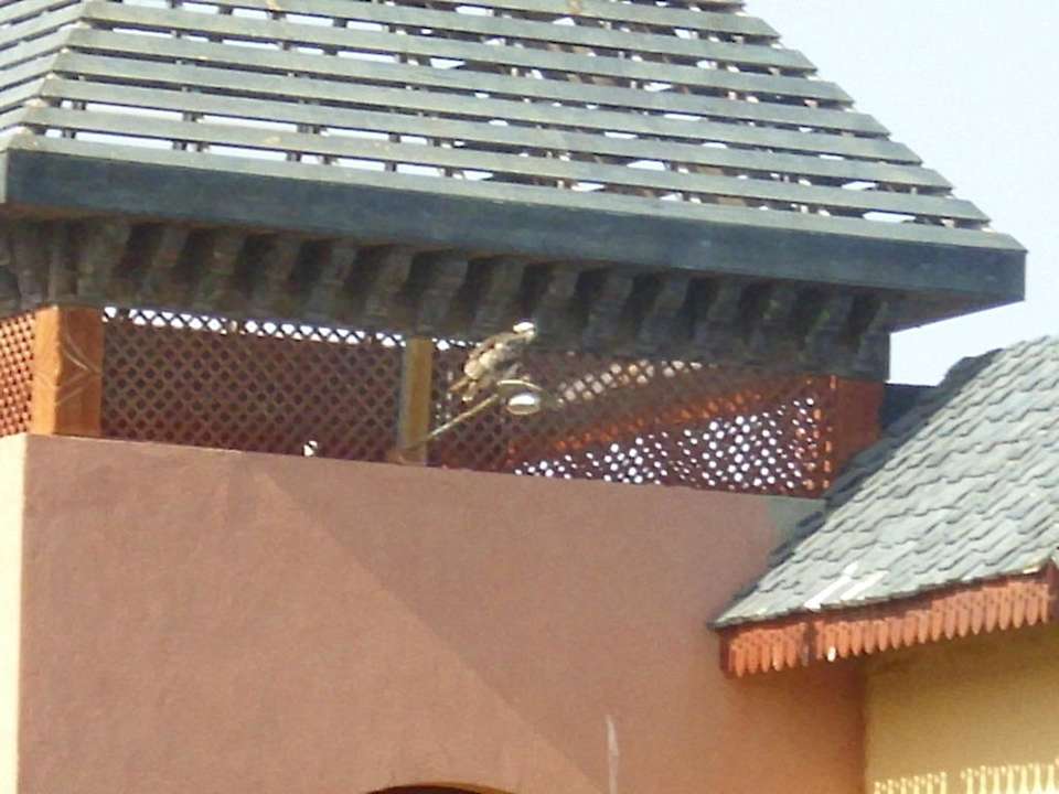 Seeadler in der Anlage Dreams Beach Resort Marsa Alam
