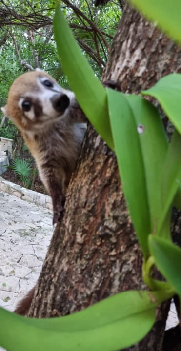 Gartenanlage Catalonia Royal Tulum Beach & Spa Resort - Adults only