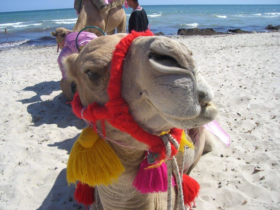 Seegrasberge Djerba Sun Beach Hotel & Spa