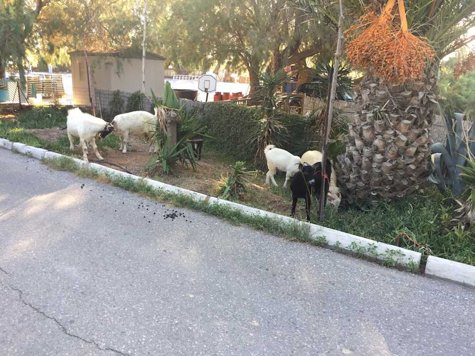 Gartenanlage Apollonia Beach Resort & Spa