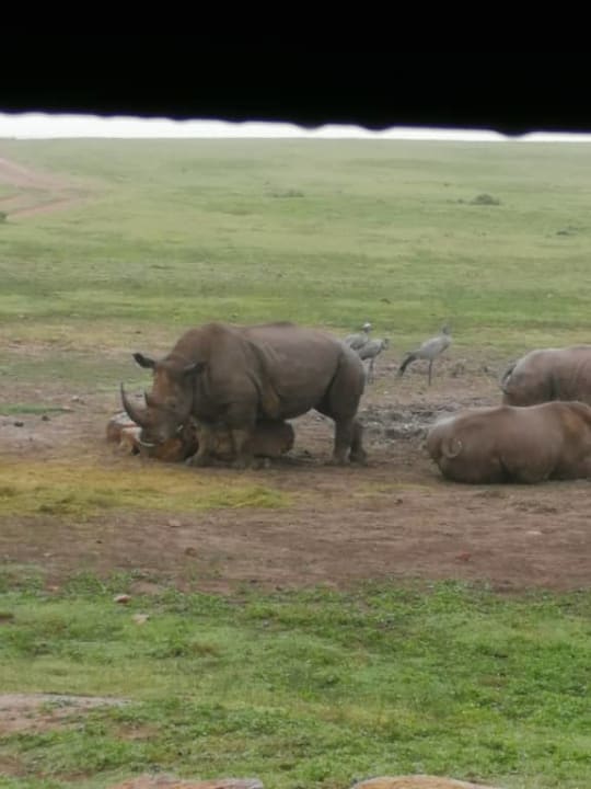 Sonstiges Hotel Garden Route Game Lodge