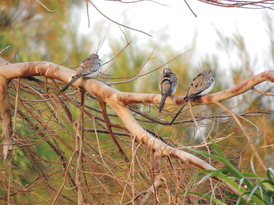 Namaqua Doves Shams Alam Beach Resort