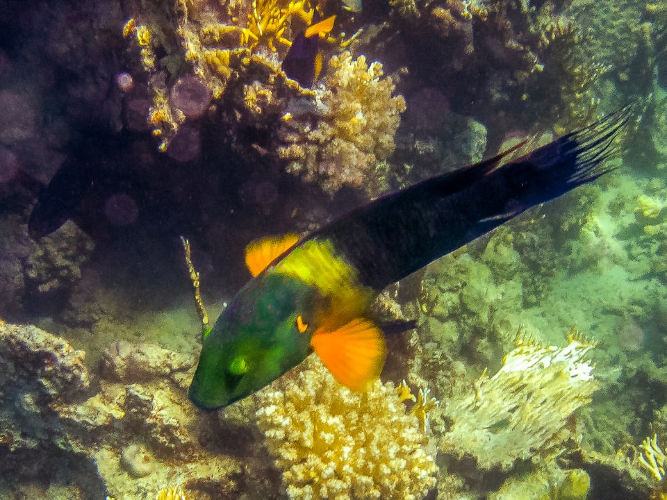 Sport & Freizeit Steigenberger Coraya Beach - Adults only