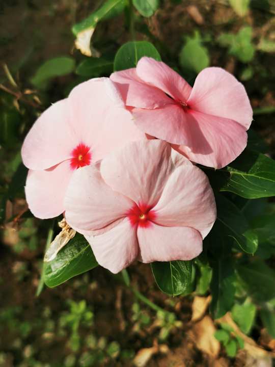 Gartenanlage Starlight Resort Hotel