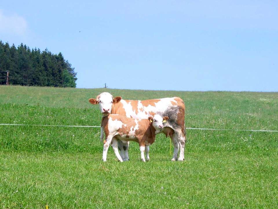 Mutterkuh mit Kalb Pension Wachahof