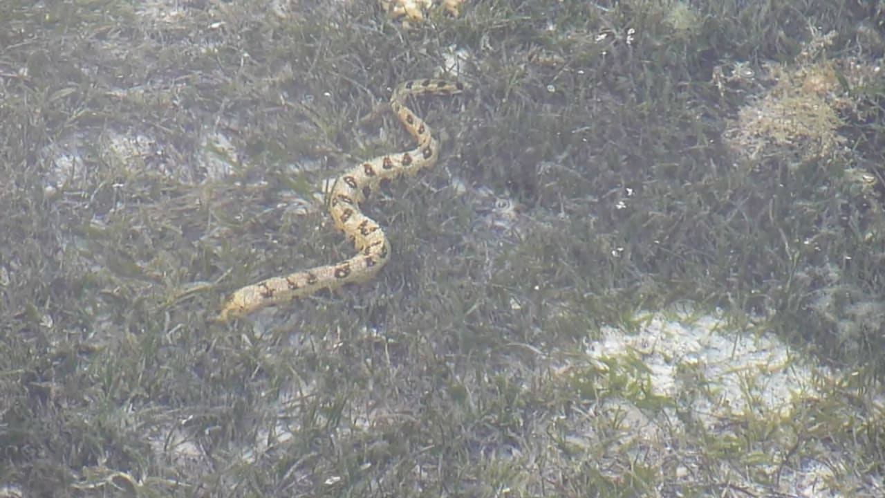 Da wird einem mulmig Jaz Mirabel Park & Club