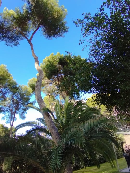 Gartenanlage Hotel Riu Festival