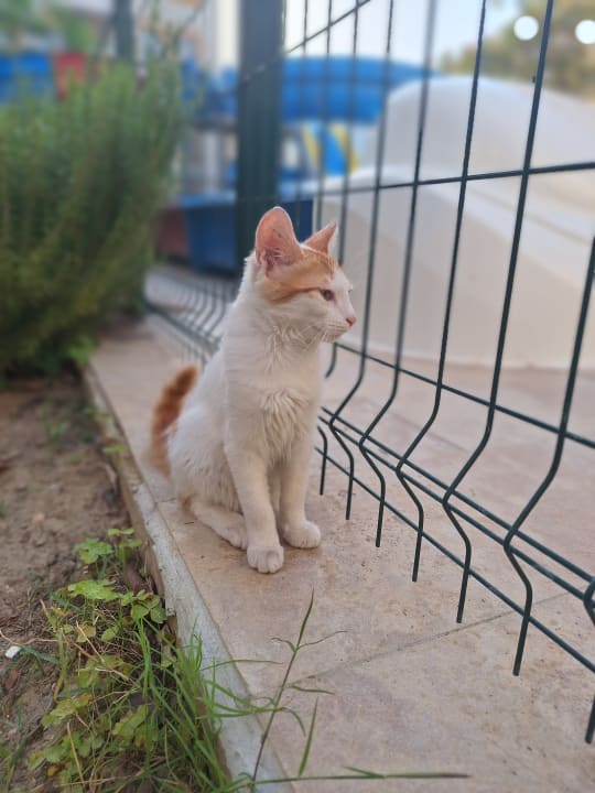 Sonstiges Side Village Hotel