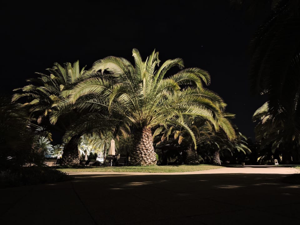 Palme schön beleuchtet Oceana Hotel & Spa