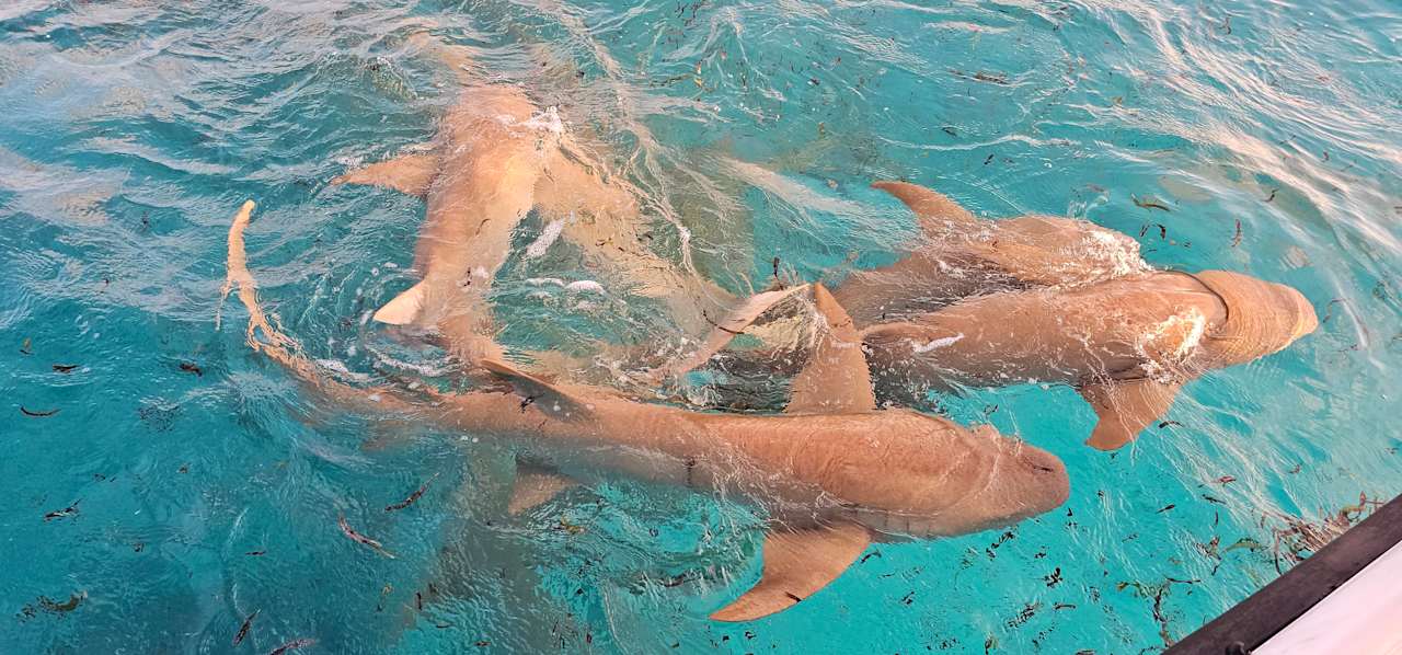 Sonstiges Cinnamon Hakuraa Huraa Maldives