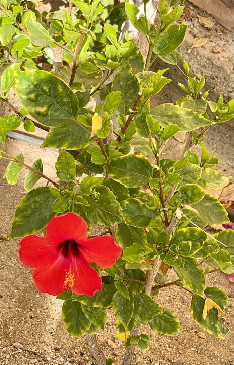 Gartenanlage Steigenberger Coraya Beach - Adults only