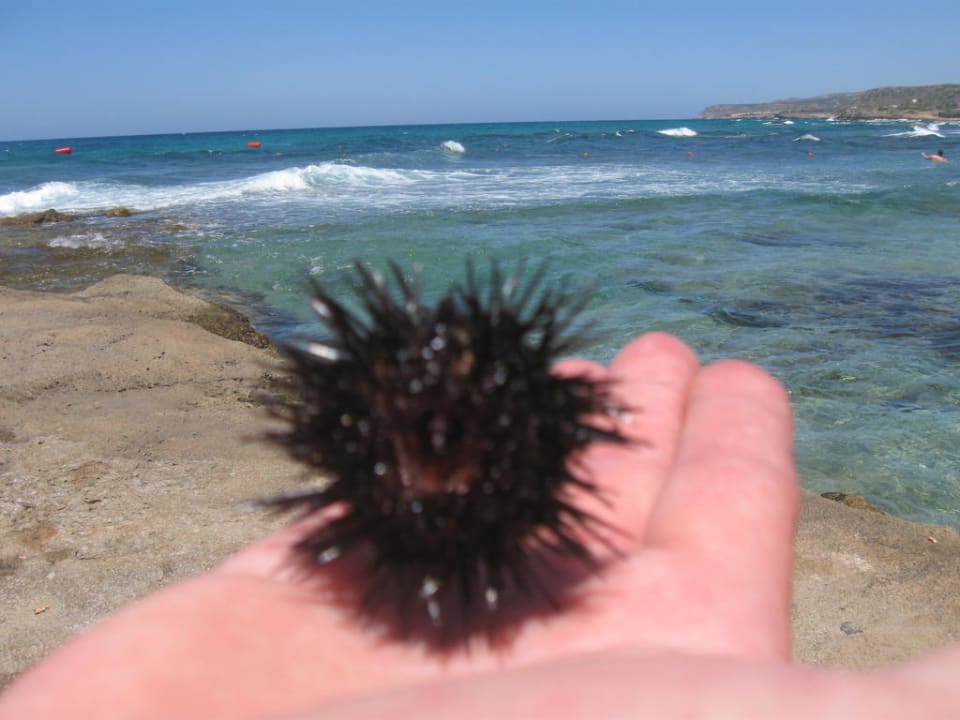 jeżowiec allsun Hotel Carolina Mare