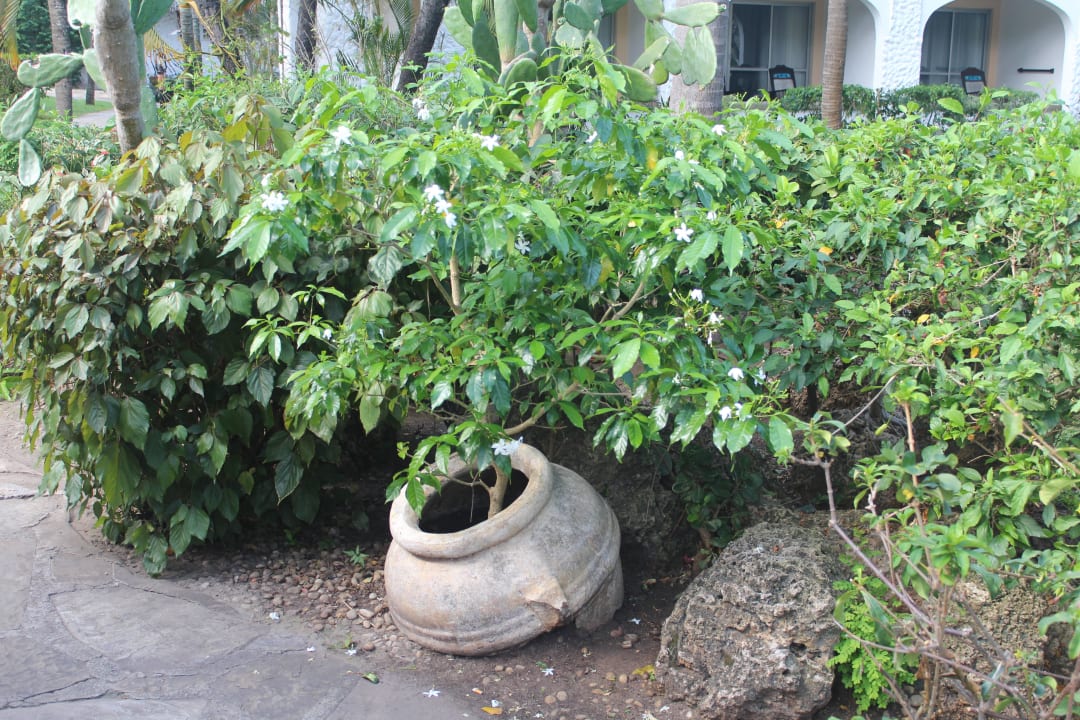 Außenanlage Hotel Southern Palms Beach Resort