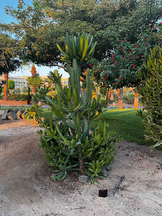 Außenansicht Steigenberger ALDAU Beach Hotel