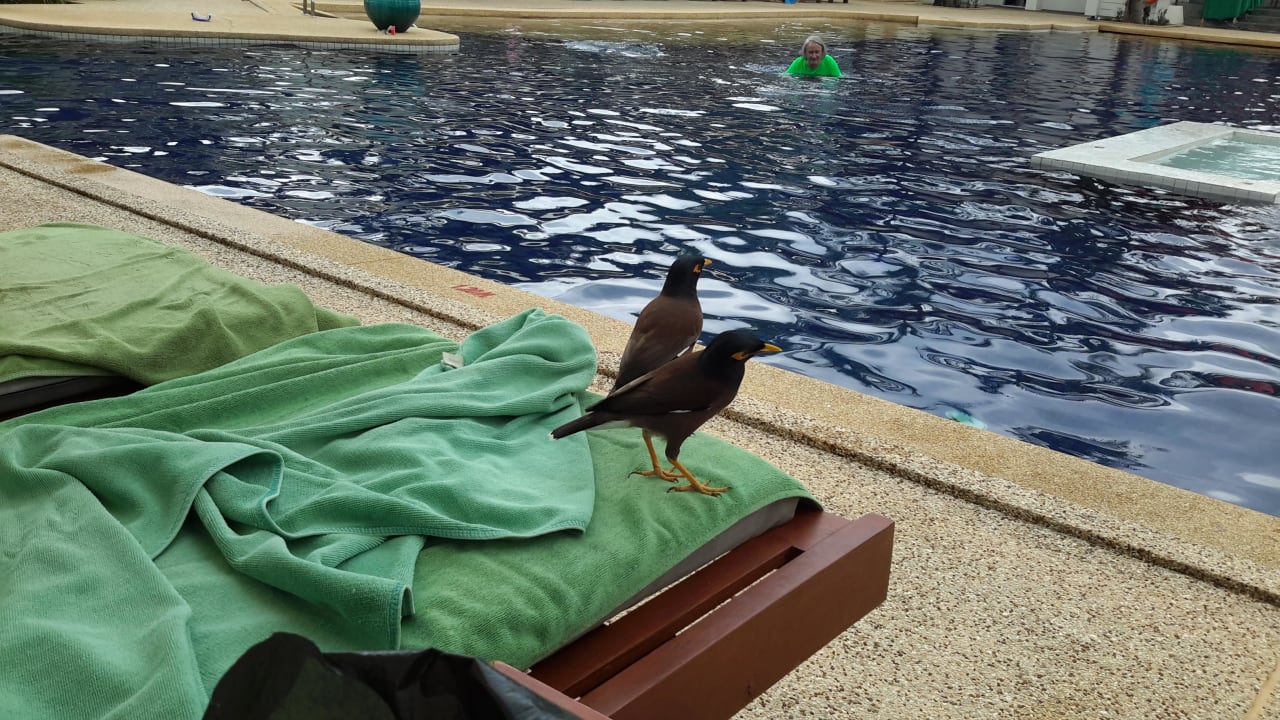 Gefiederte Freunde The Briza Beach Resort Khaolak