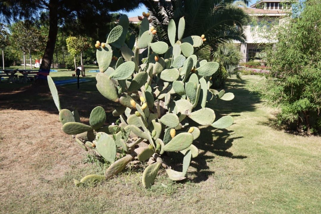 Gartenanlage TUI BLUE Palm Garden