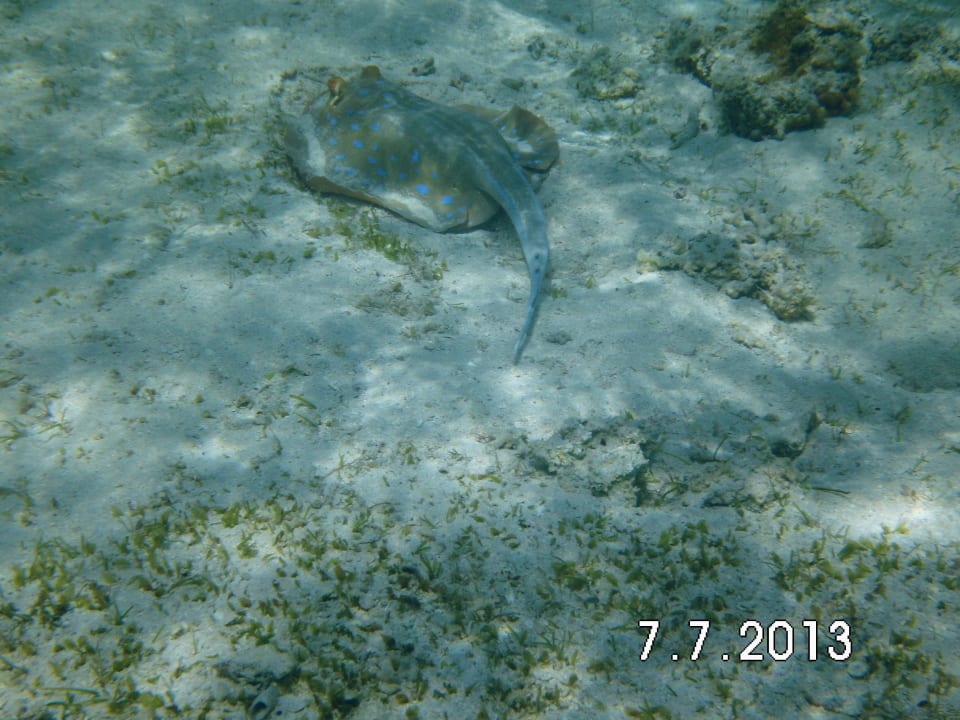 Blaupunktrochen Swisstouch Oriental Resort Marsa Alam