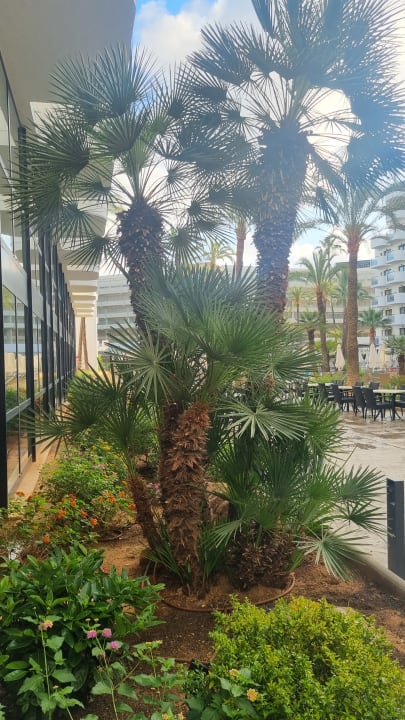 Gartenanlage Protur Palmeras Playa Aparthotel