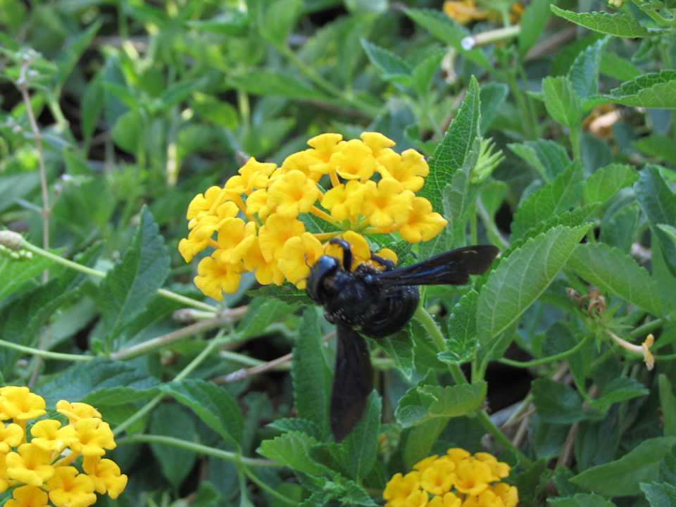 Urlaub 2012 in Alanya Labranda Alantur Resort