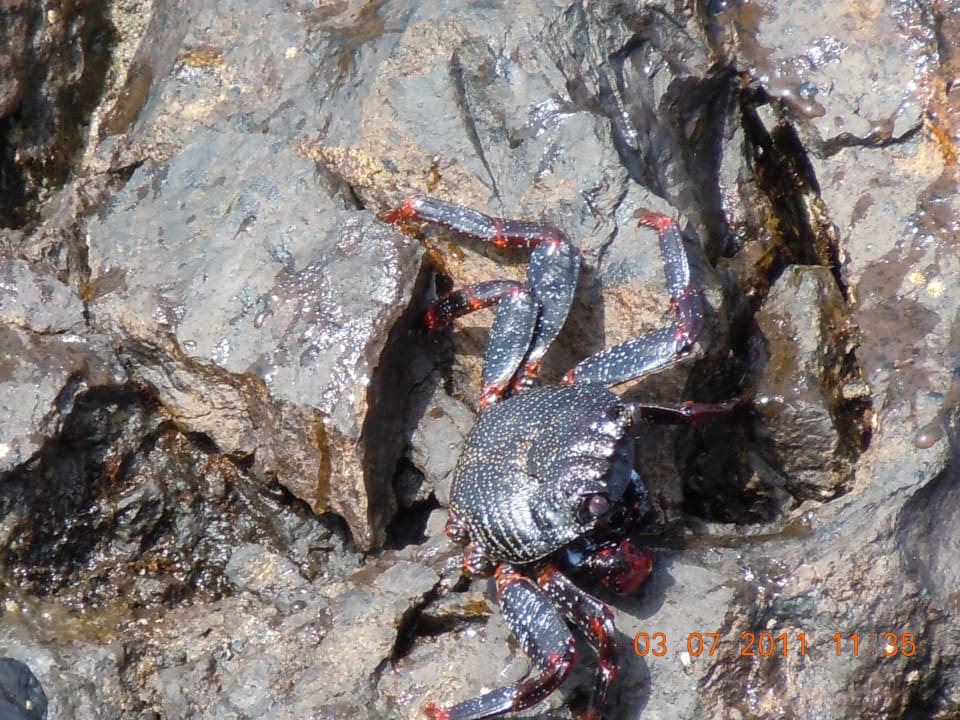 Schön Alexandre Hotel Gala