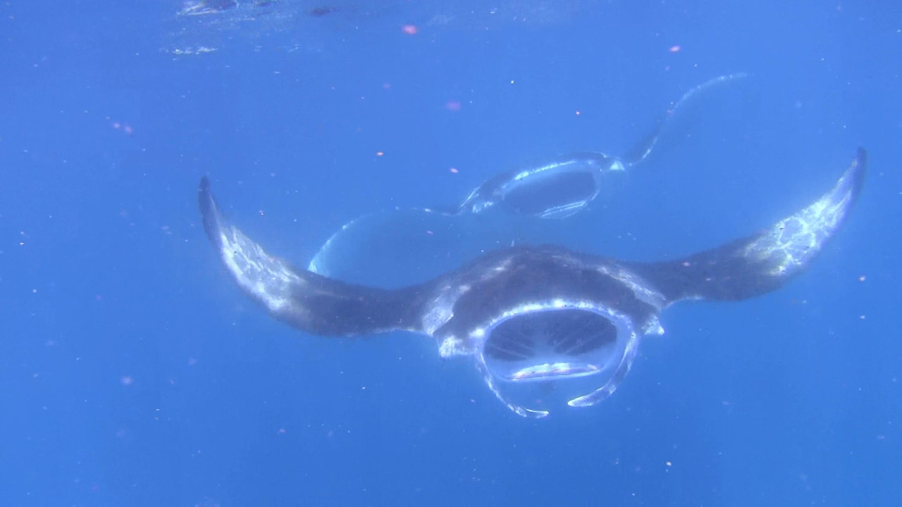 Mantas Safari Island Maldives