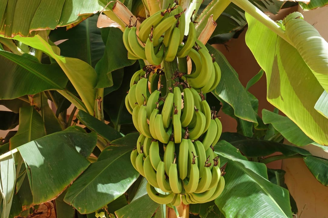 Gartenanlage Hotel Riu Touareg