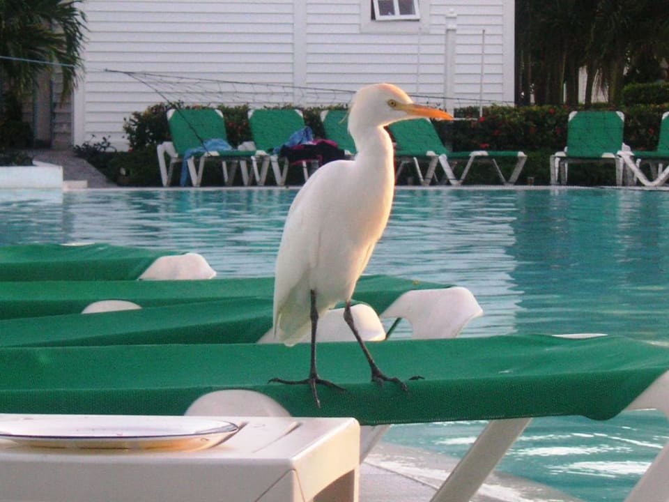 Basen Meliá Península Varadero