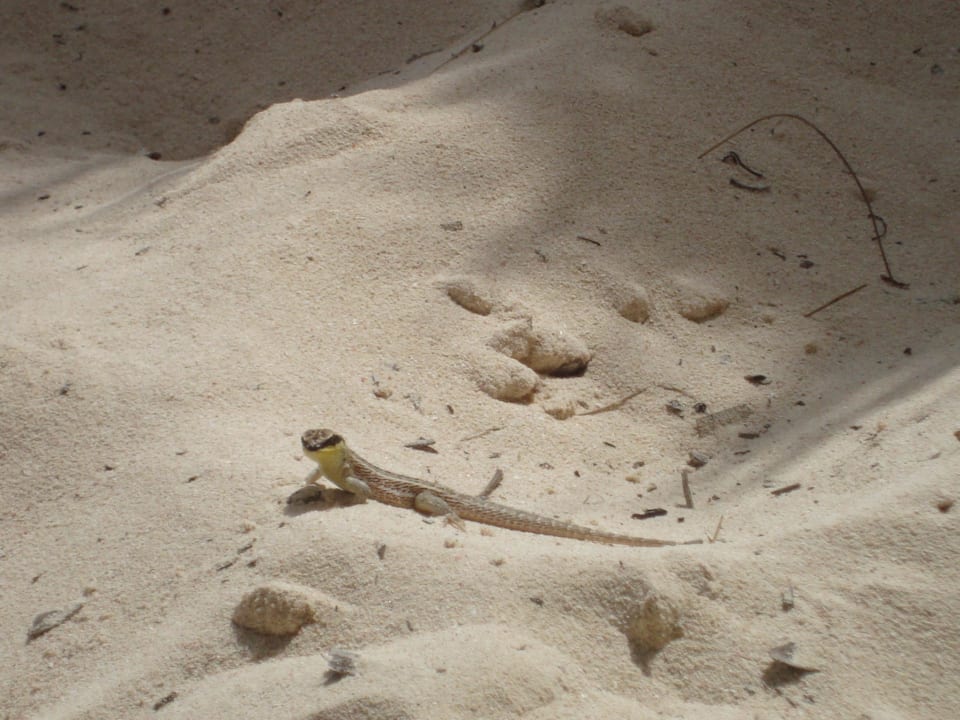 Grand Palladium Bavaro Resort & Spa  Grand Palladium Punta Cana Resort & Spa