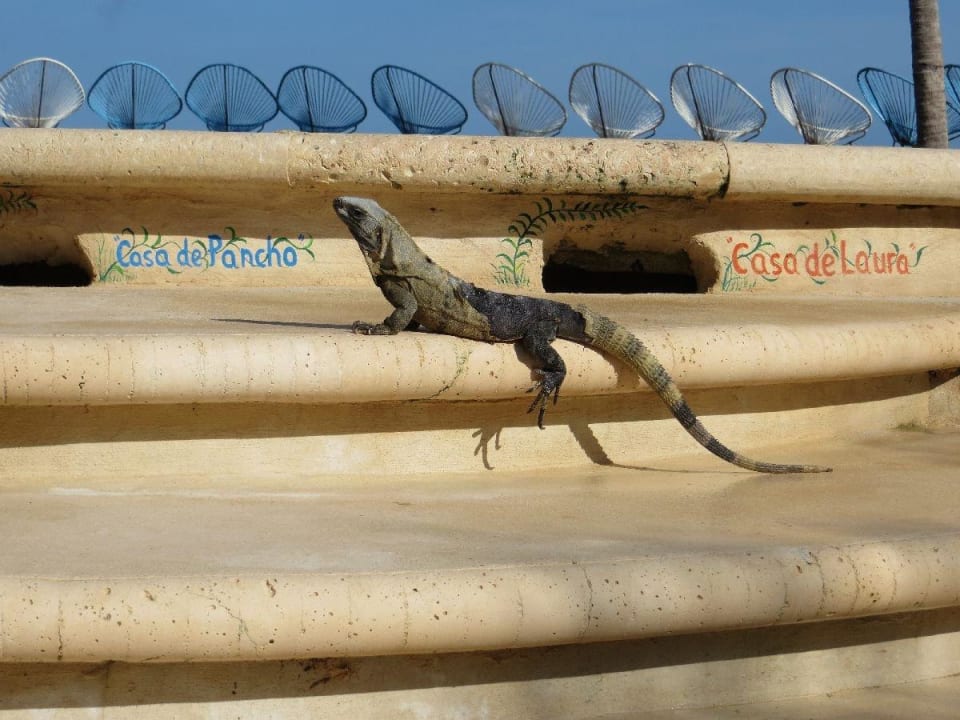 Selbsterklärend Hotel Villas Flamingos